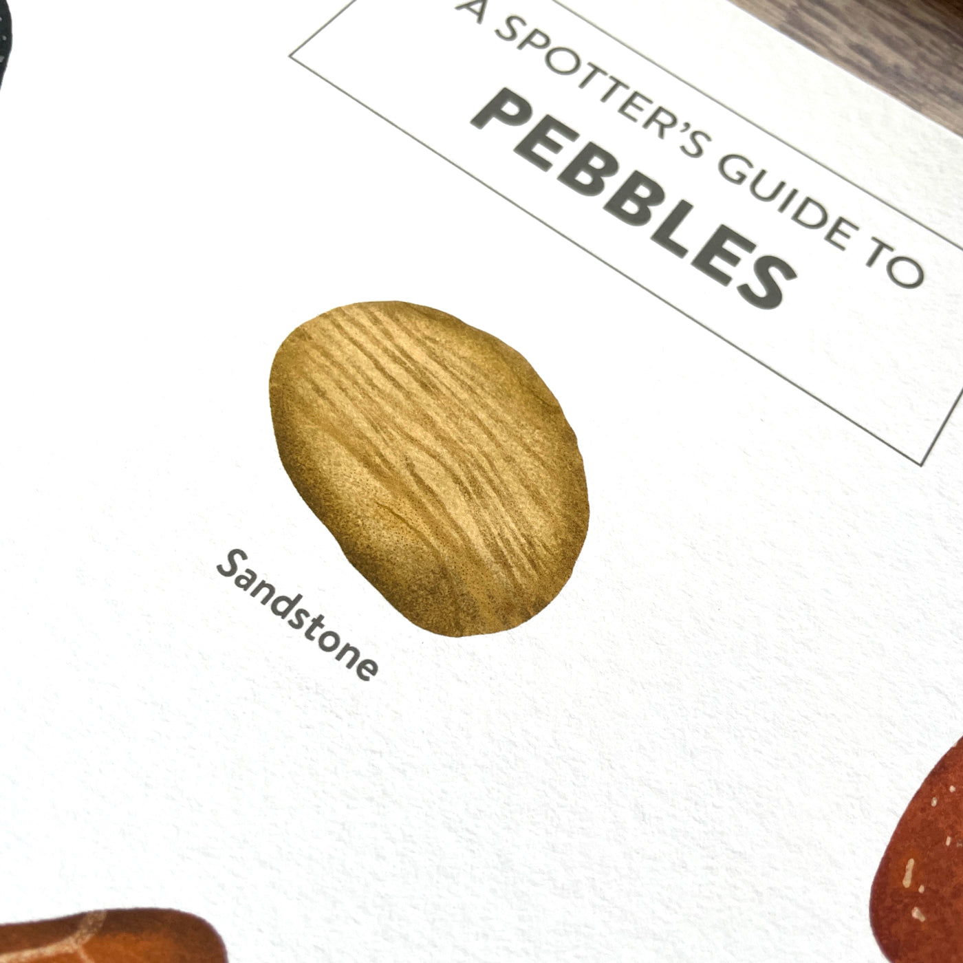 Giclee print illustration of a spotter's guide to British pebbles.