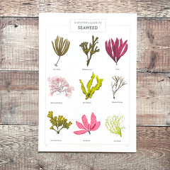 A Spotter's Guide to Seaweed - limited-edition, giclee print