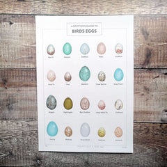 A Spotter's Guide to Birds Eggs - limited-edition, giclee print
